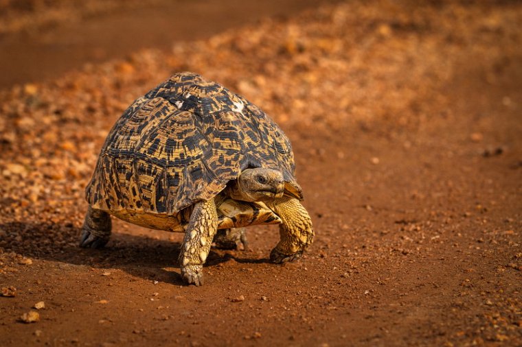 117 Masai Mara, luipaardschildpad.jpg